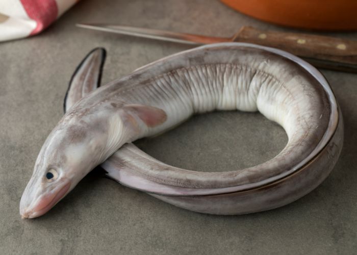 An anago conger eel, curled around on top of a grey surface.